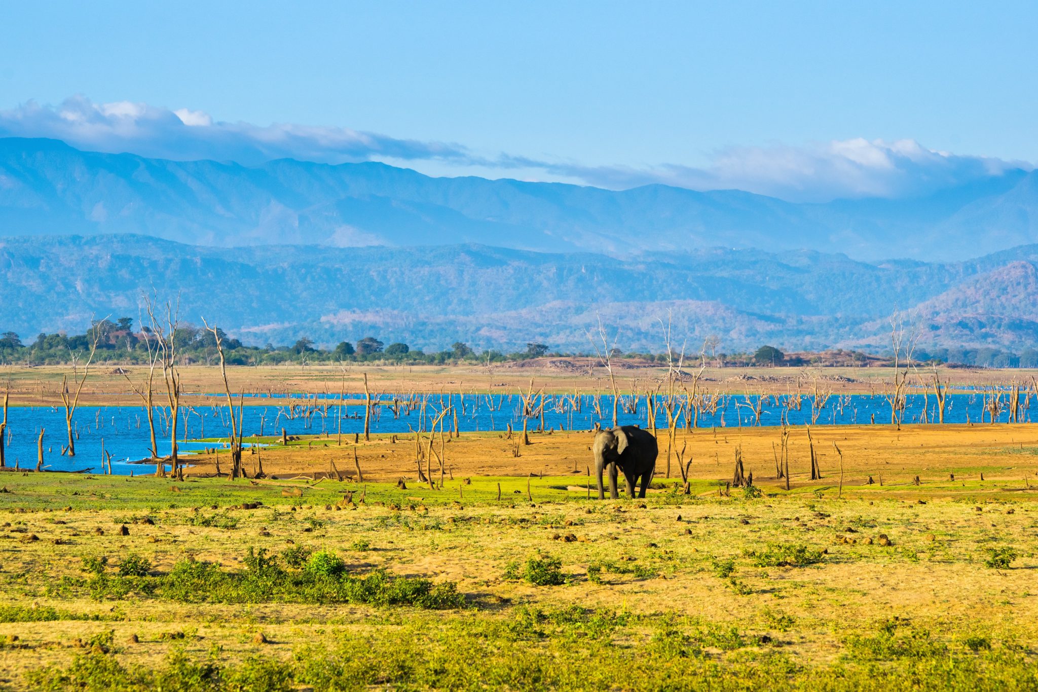 Sri Lanka, park narodowy, słone, góry, pole, jezioro, woda, sawanna, słoń, zwierzęta, rośliny, zieleń