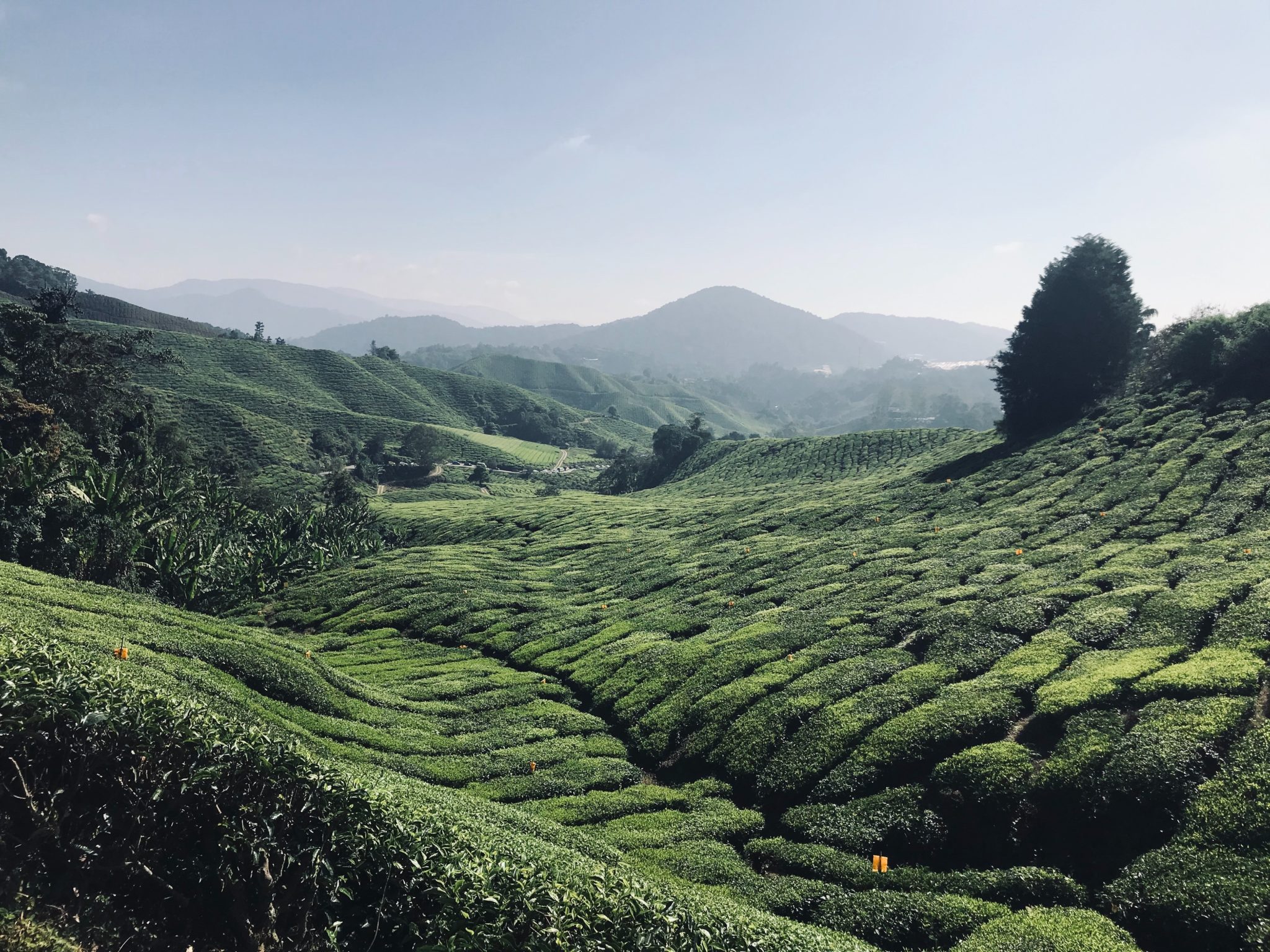 Najpiękniejsze pola herbaciane na świecie, zwiedzanie Cameron Highlands w Malezji