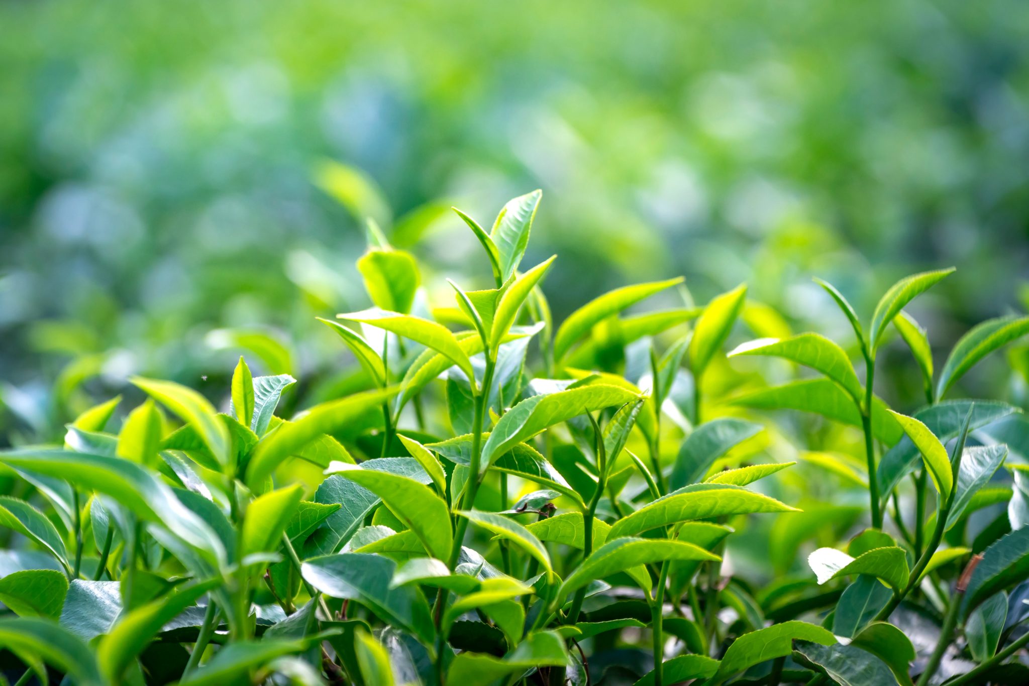 Wyprawa do Japonii plantacje herbaty Uji